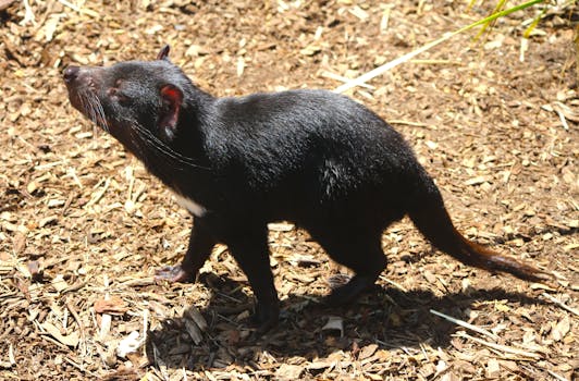 Ensimmäinen Pikavippi Ilman Korkoa: Vinkit Ja Tiedot