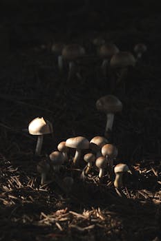 Moottoripyörä Rahoitus Laskuri: Opas Auton Ja Moottoripyörän Rahoituksen Suunnitteluun