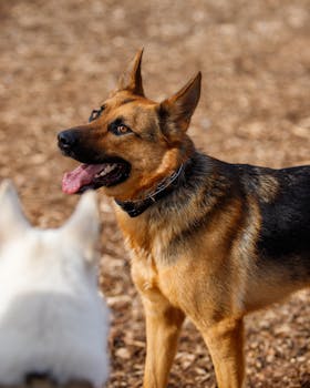 Zimpler Pikakasino MGA: Maksutavat Ja Peliominaisuudet Suomessa