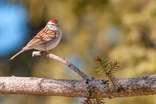 Auton Osto Ilman Luottotietoja: Mahdollisuudet Ja Prosessit