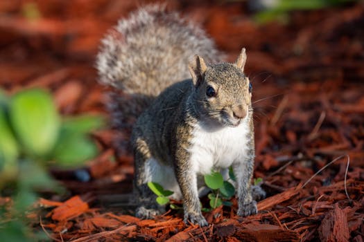 Nopea Laina-korko: Oppaana Pikalainojen Koroista Ja Vertailuista